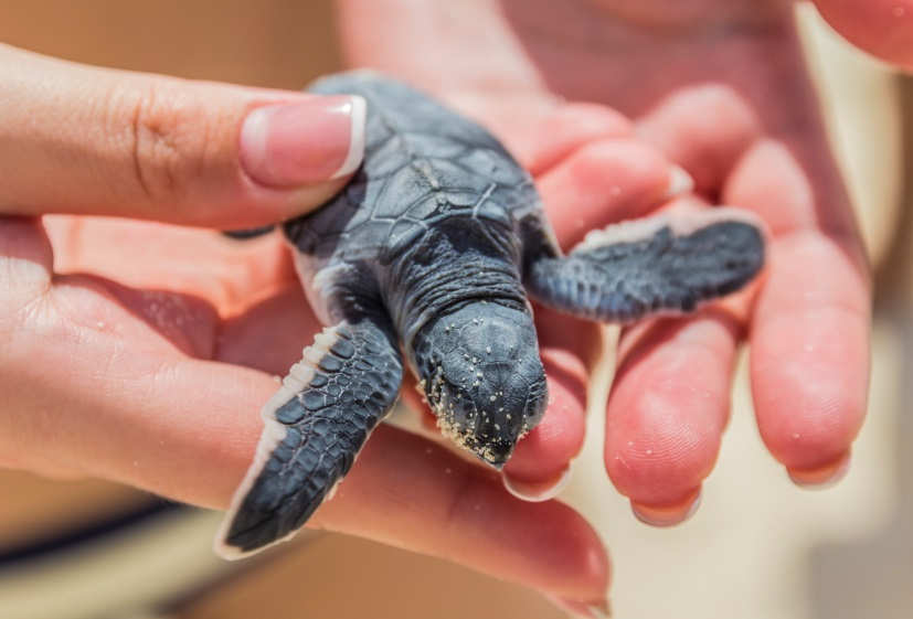 Costa Rica Sea Turtles – Nature & Wildlife Adventure in Costa Rica