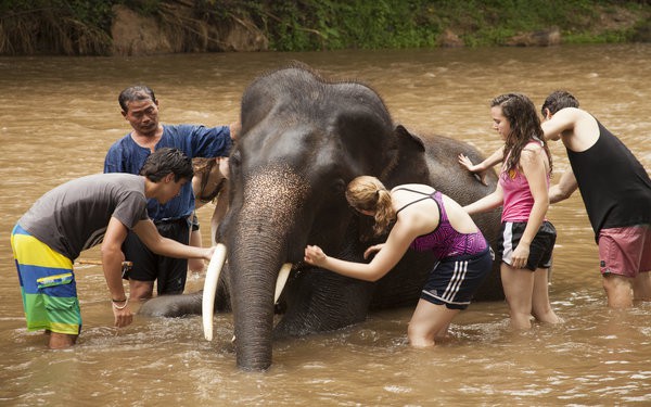volunteer vacation with elephants