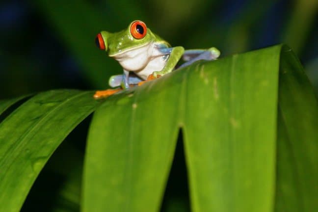 Things to Do in Costa Rica: Red Eyed Tree Frog in Tortuguero