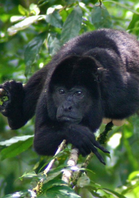 Howler Monkey in Tirimbina Reserve, Costa Rica