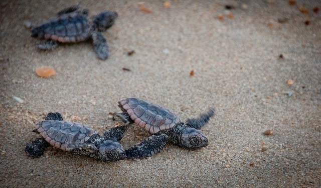 Baby Turtle release in Costa Rica, by DiscoverCorps