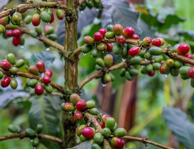 Costa Rican Coffee Beans