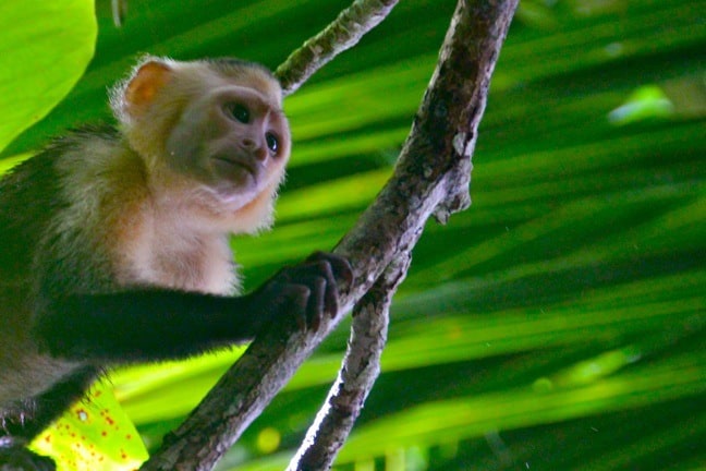 Things to Do in Costa Rica: Capuchin Monkey