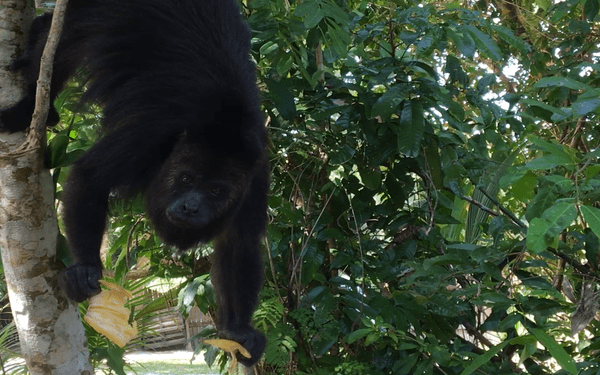 Belize volunteer
