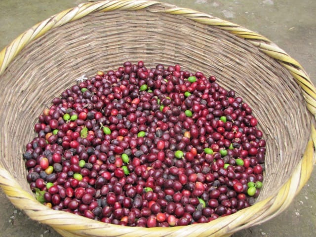Basket of Coffee in Guatemala