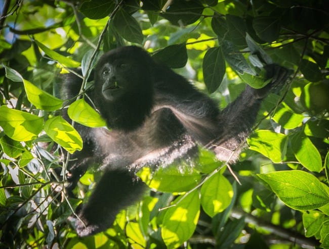 Wildlife Photography- Howler Monkey in Cockscomb Basin Wildlife Sanctuary, Belize