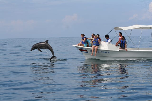 dolphin in costa rica