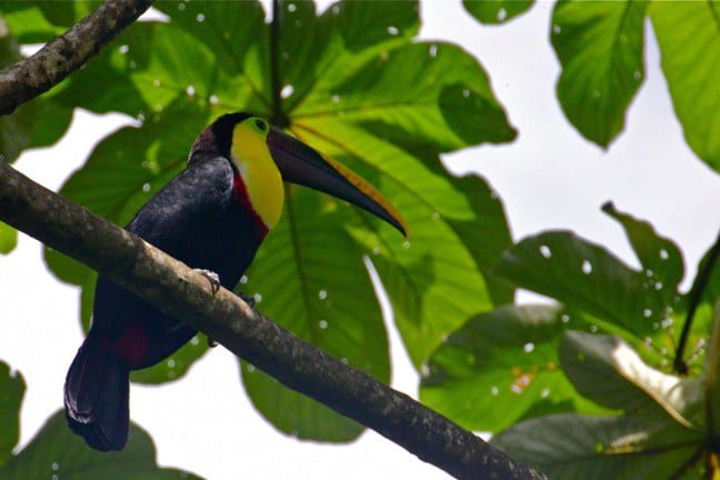 Best Travel Experiences of 2016- Toucan in Costa Rica