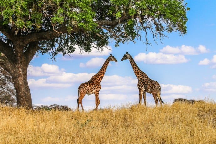 Best Travel Experiences of 2016- Tanzania Giraffes