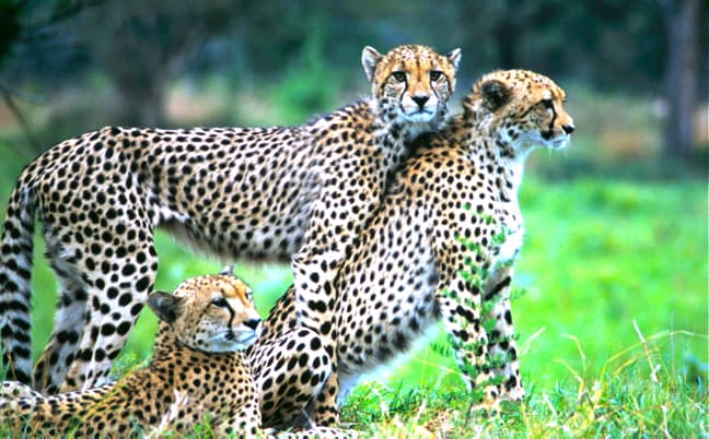 south africa attractions- Cheetahs