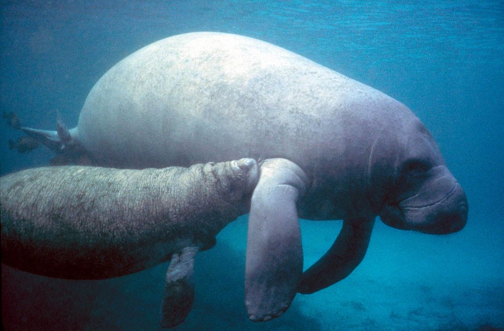 wildlife encounters: West Indian Manatee With Calf