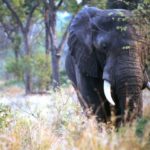 South Africa Attractions- Elephant in Kruger National Park