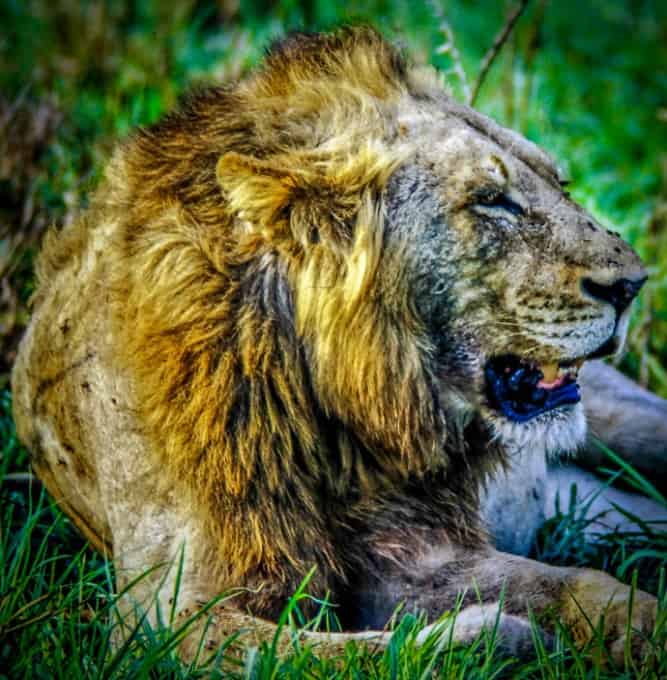 South Africa Attractions- Kruger National Park Lion