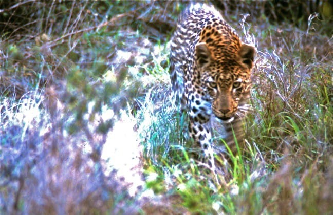 South Africa Attractions- Leopard