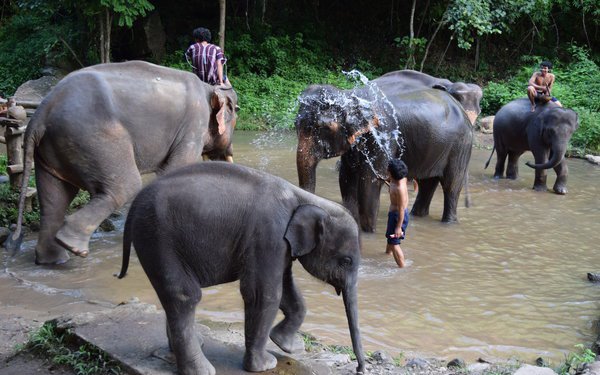 Things to do in Thailand - Elephant Conservation