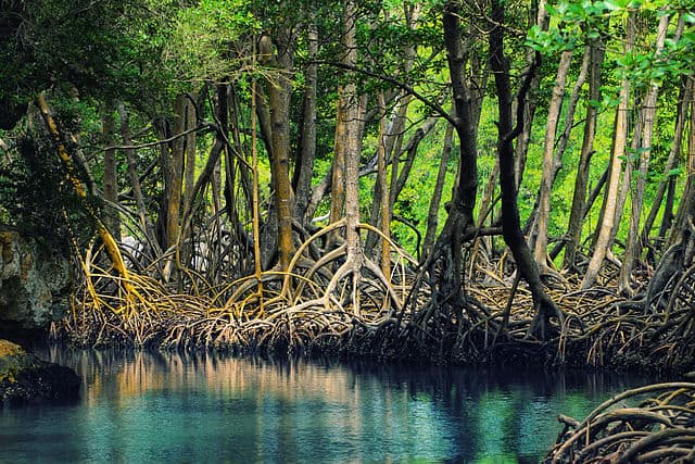 Dominican Republic Tourist Attractions - Parque Nacional Los Haitises Mangrove 