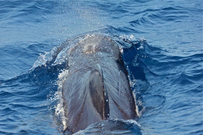 Dominican Republic Tourist Attraction - Whale Watching
