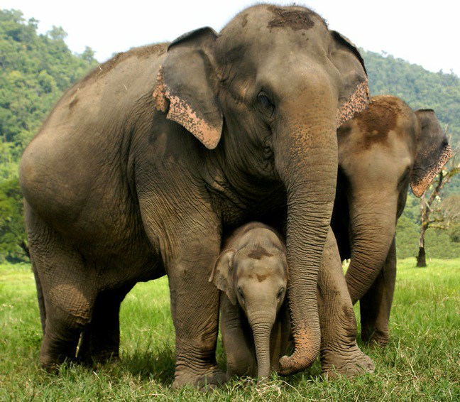 Endangered Elephants: Asian Elephants at Elephant Nature Park