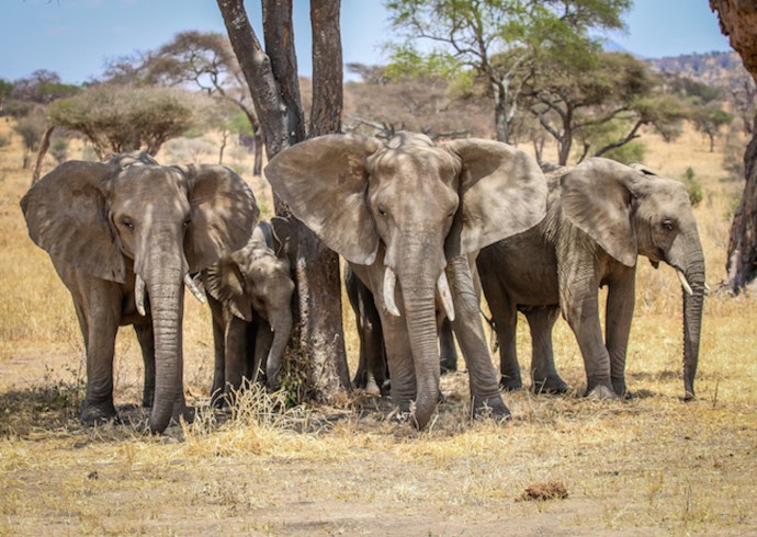 Endangered Elephants: African Bush Elephants in Tanzania's Tarangire National Park