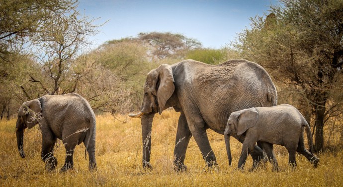 Tarangire-Elephants-
