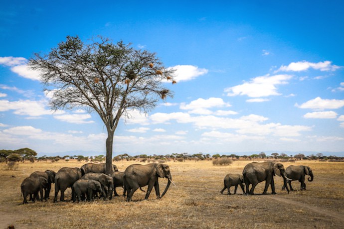 Things to Do in Tanzania: Elephants in Tarangire National Park