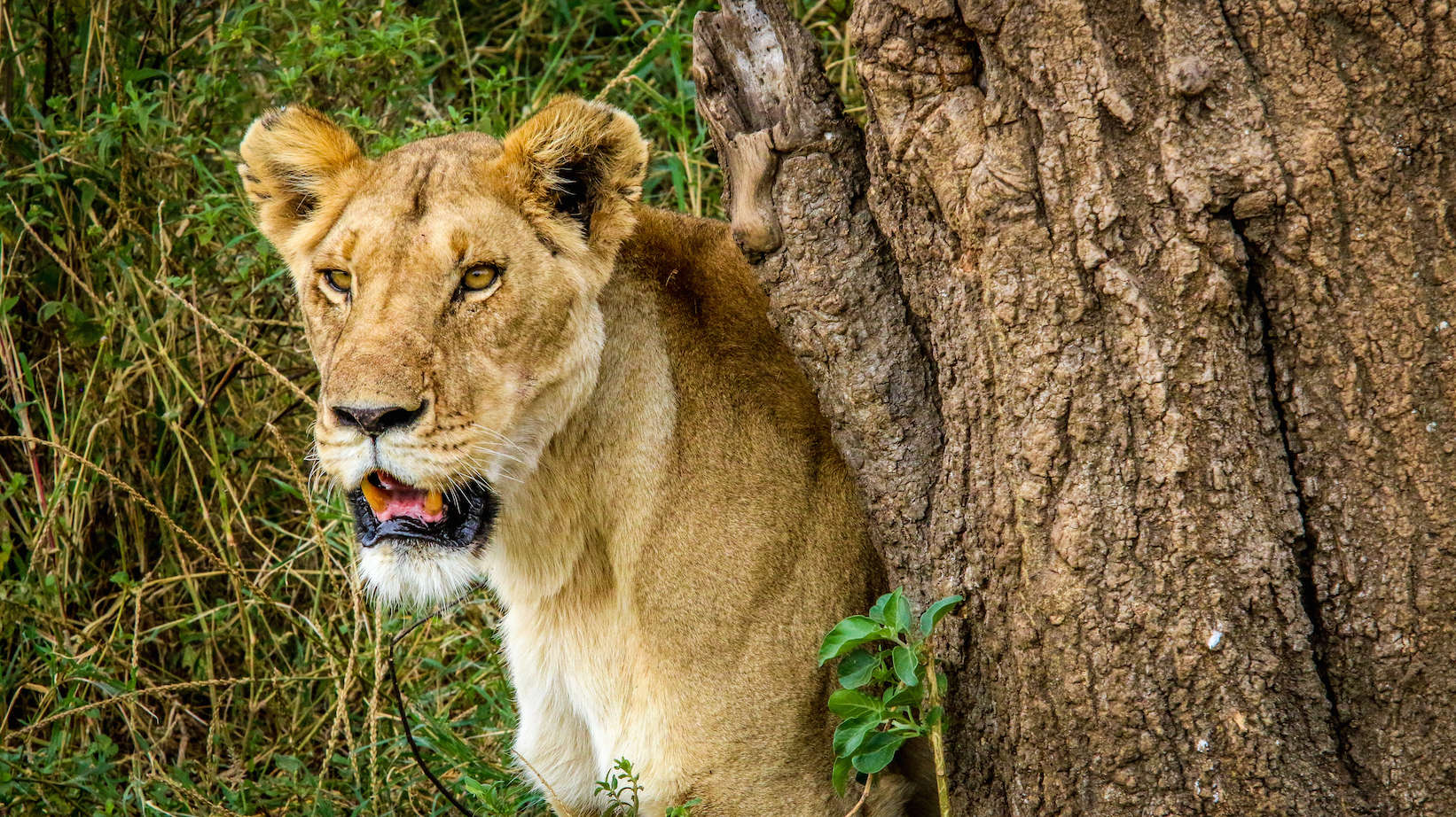 Things To Do in Tanzania: Safari in Serengeti National Park