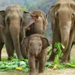 Endangered Elephants: Asian Elephants in Thailand