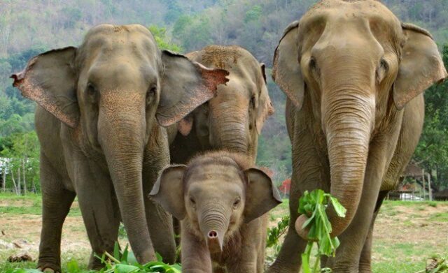 Endangered Elephants: Asian Elephants in Thailand