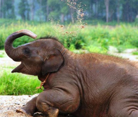 Endangered Elephant: Baby Asian Elephant at Thailand's Elephant Nature Park