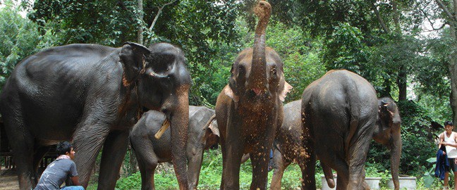 Endangered Elephants: Asian Elephants at Elephant Nature Park