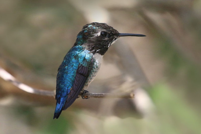 Bee hummingbird, Cuba