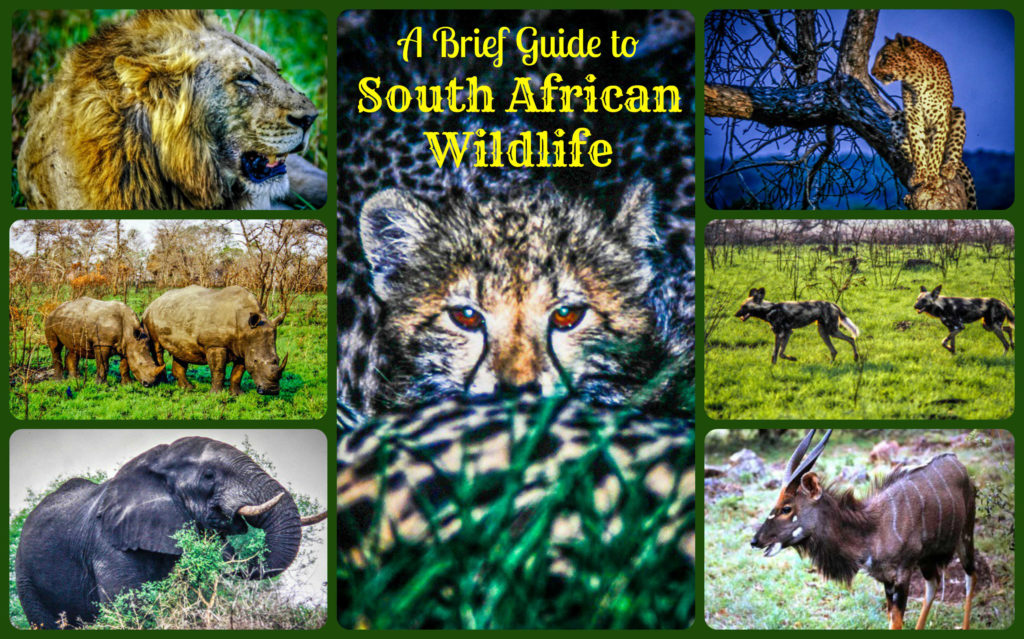 A Brief Guide to South African Wildlife