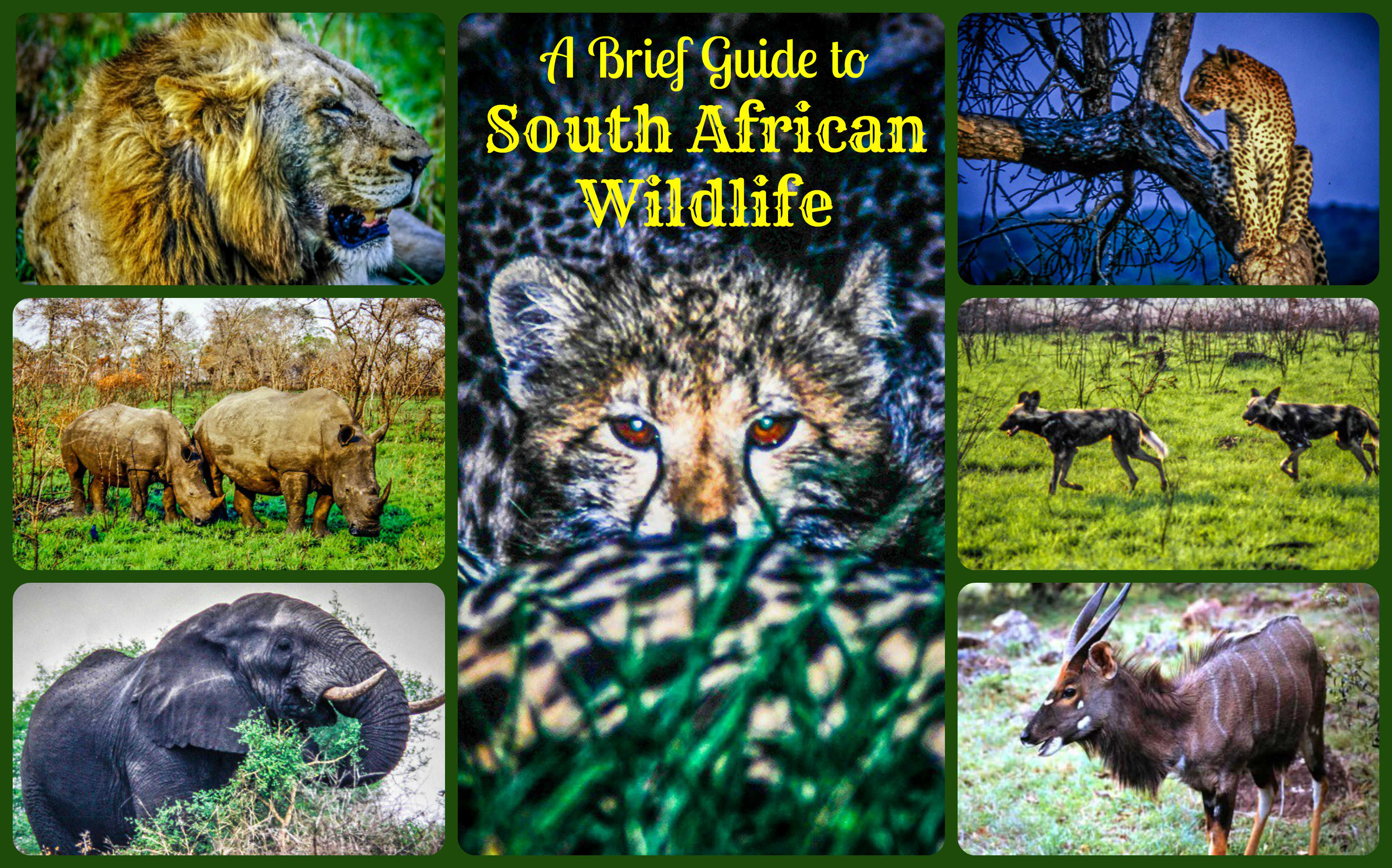 A-Brief-Guide-to-South-African-Wildlife.jpg