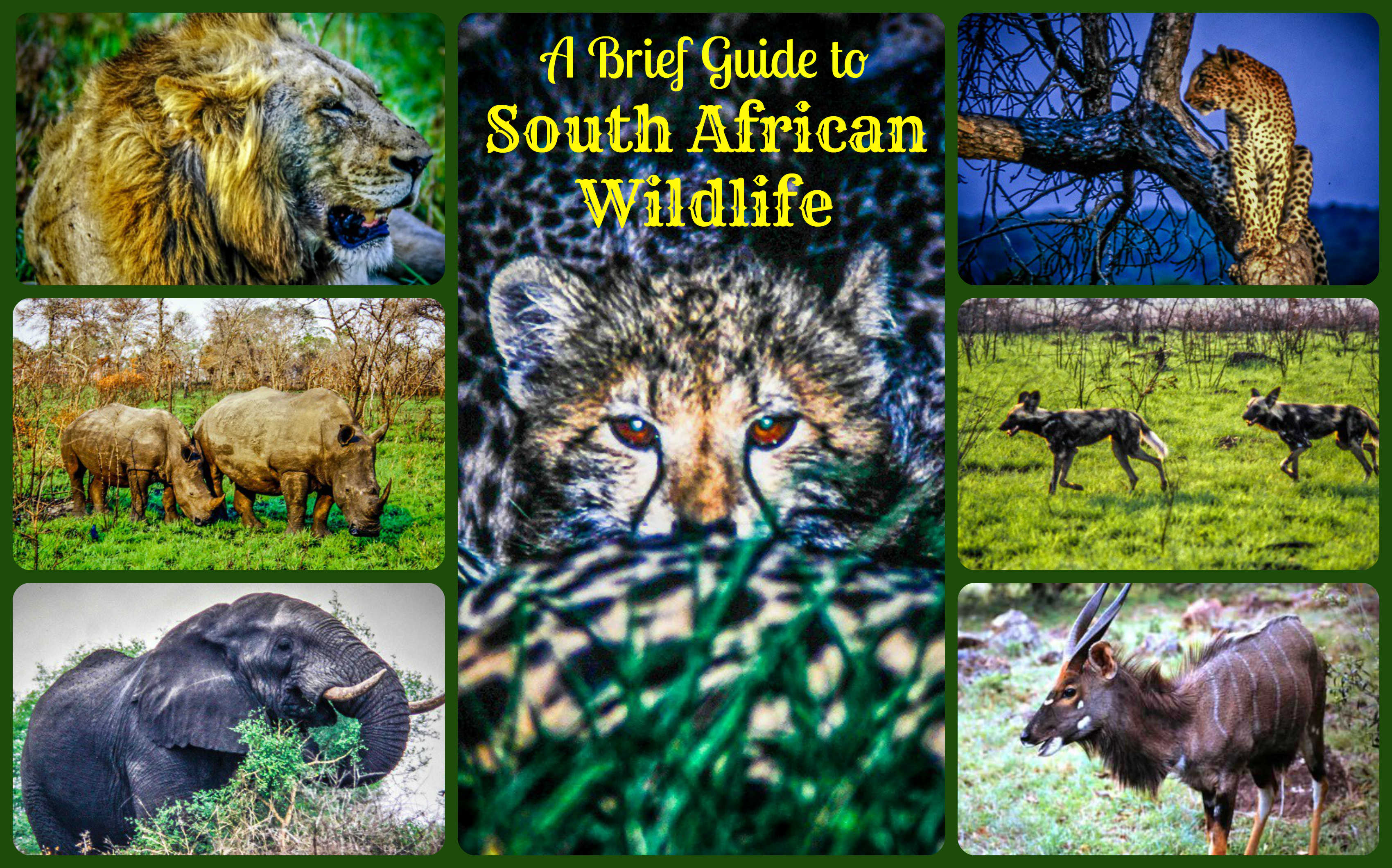 Africa Wildlife Information