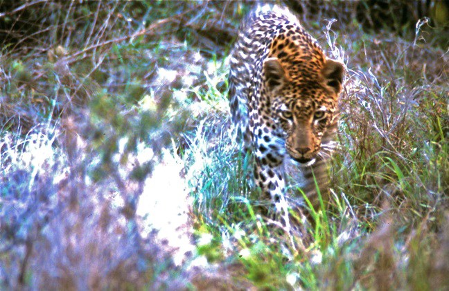 South African Wildlife: Leopard in Kruger National Park