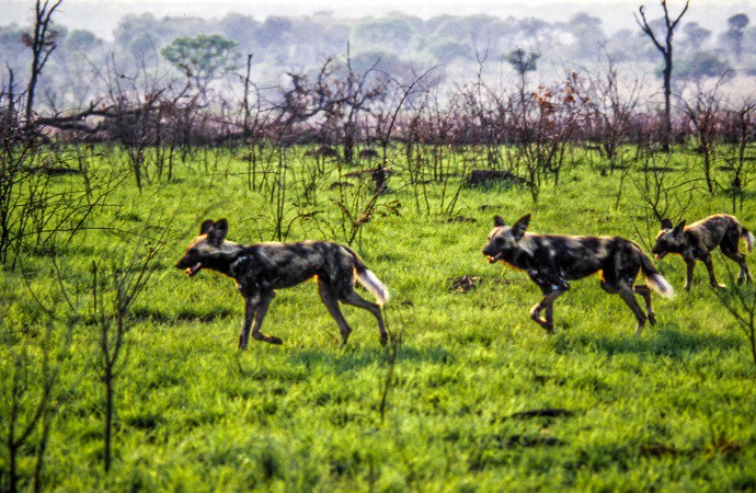 South African Wildlife: African Wild Dogs