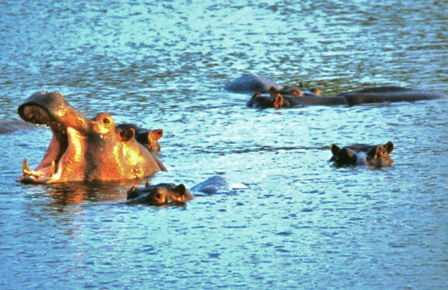South African Wildlife: Hippos in Kruger National Park