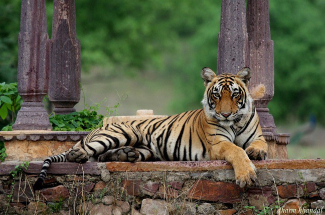 Wildlife Encounters: Tiger Safari in India