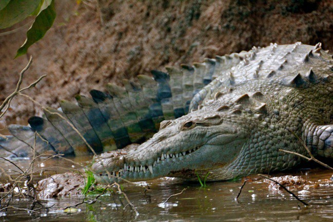 What to do in Costa Rica with Kids: cruise crocodile habitats
