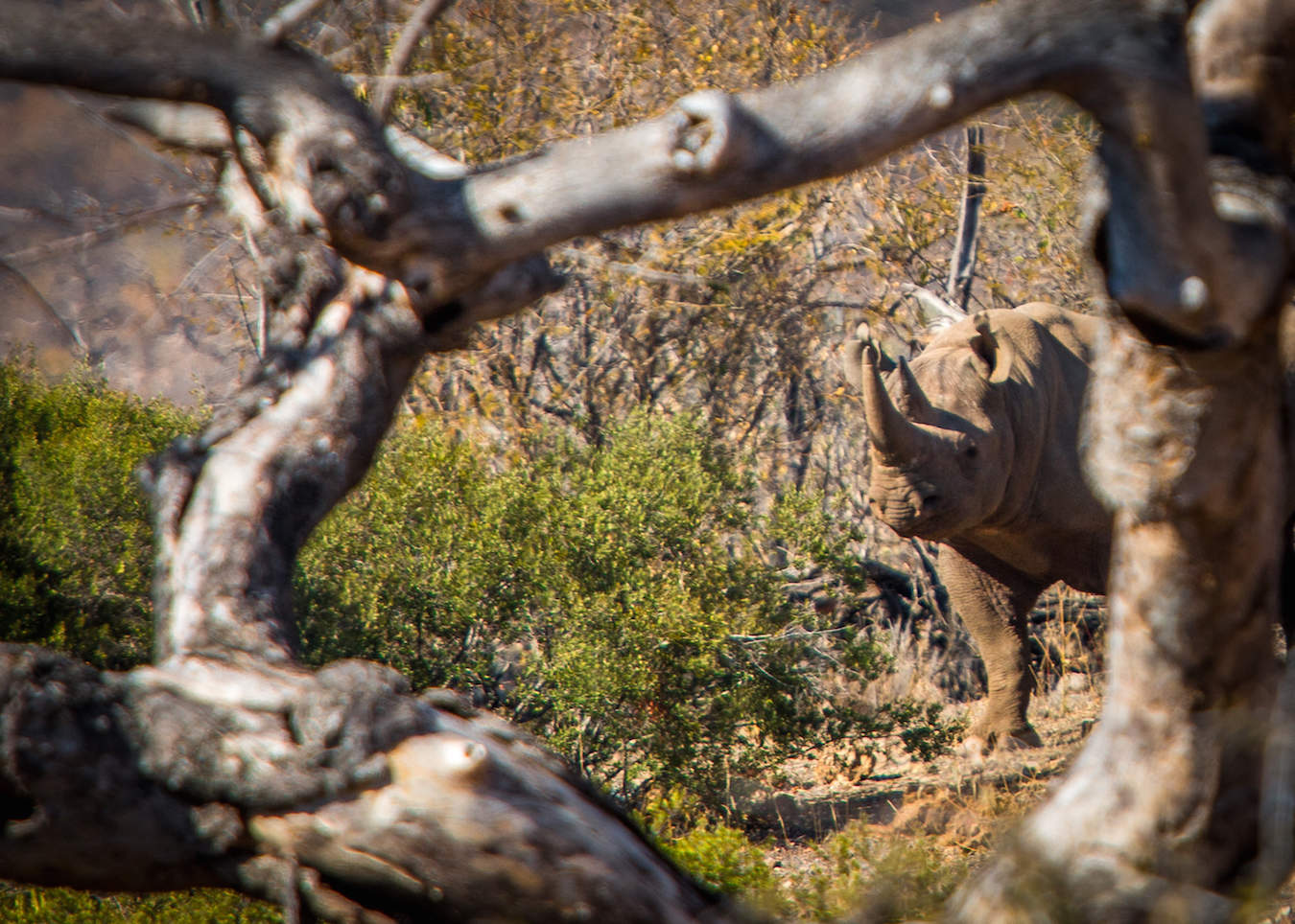 Endangered Black Rhino in South Africa