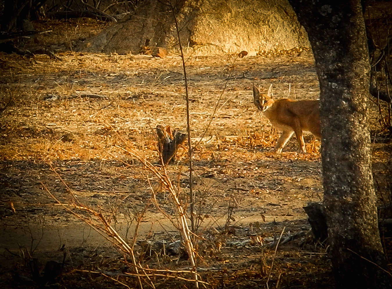 Caracal in Wild Rivers Nature Reserve