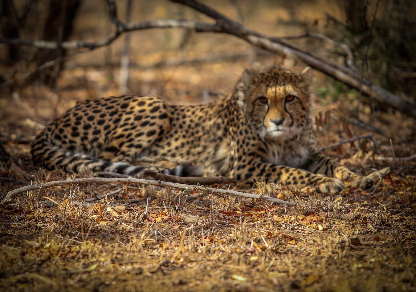 Cheetah at Private Game Reserve in South Africa