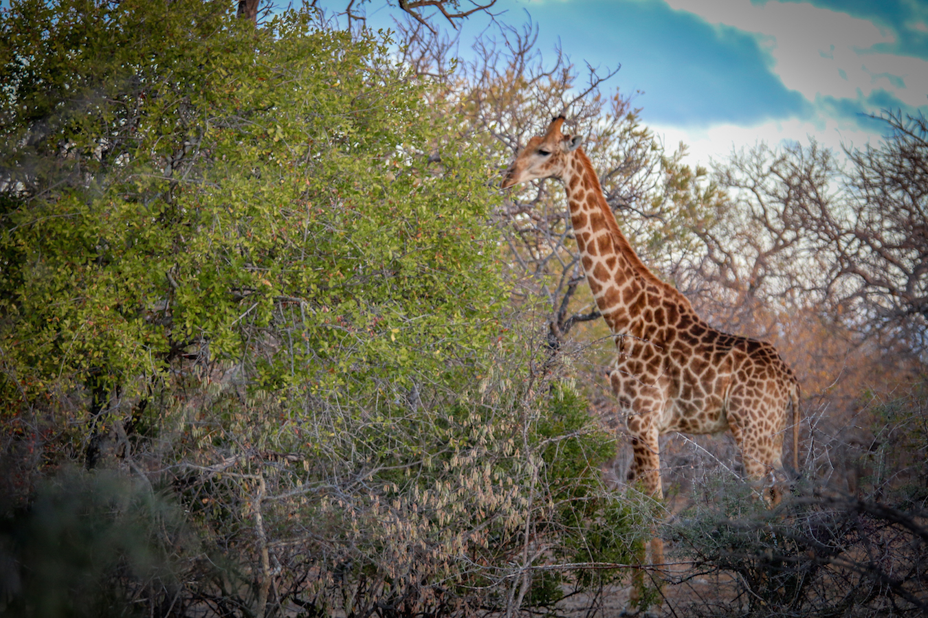 Giraffe in Wild Rivers Nature Reserve