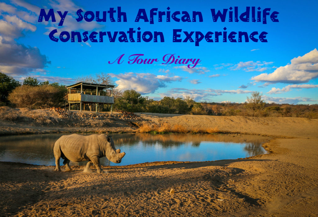 South African Wildlife Conservation Experience