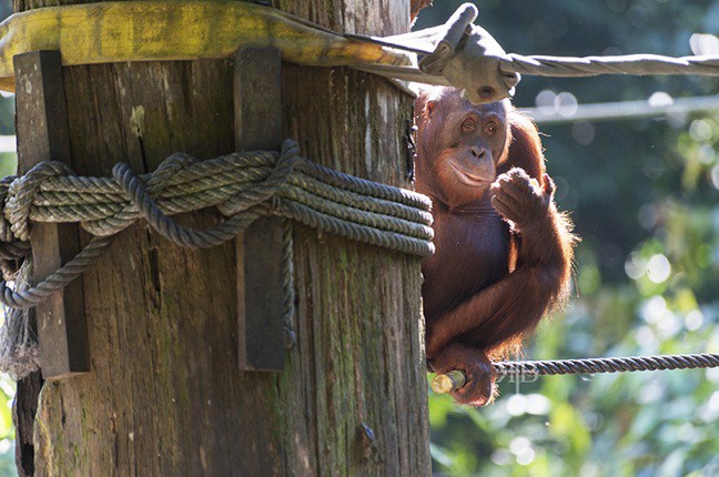 Wildlife Encounters: Orangutan at Sepilok Rehabilitation Centre