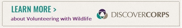 Learn More about Volunteering with Wildlife