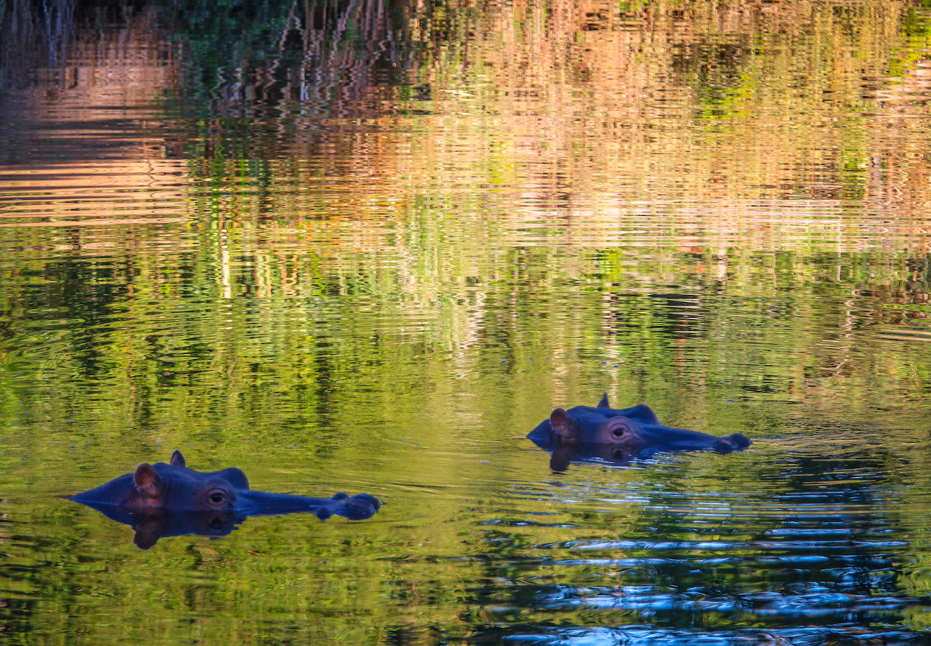 Rukiya Camp Hippos