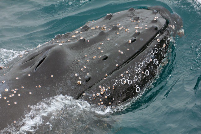 Wildlife Photography- Humpback Whale in Antarctica