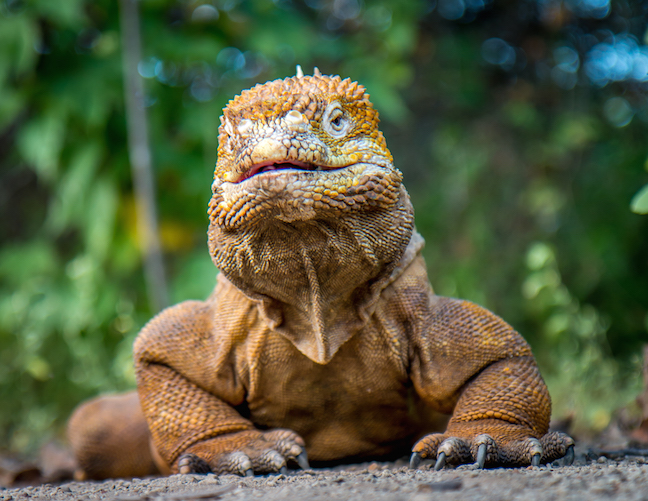 wildlife-photographer-tips-land-iguana