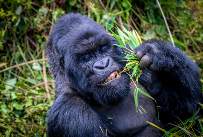 Wildlife Photography- Gorilla in Volcanoes National Park